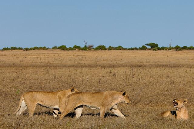 137 Okavango Delta, leeuwen.jpg
